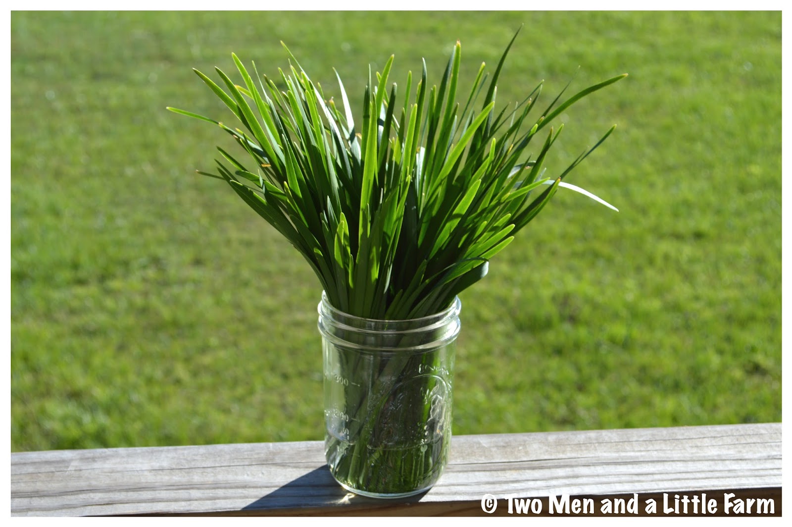 HOw To GARLIC CHIVES, ANY IDEAS