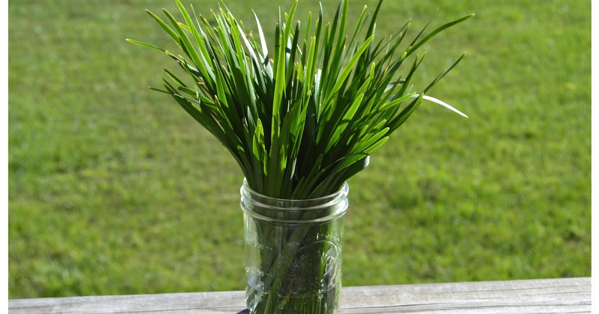 HOw To GARLIC CHIVES, ANY IDEAS