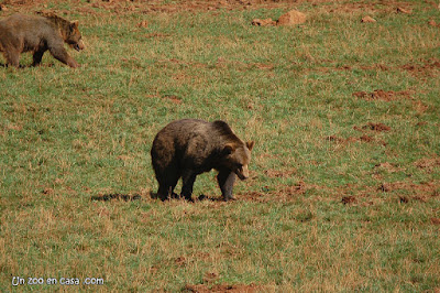 Oso pardo en el parque de Cabárceno