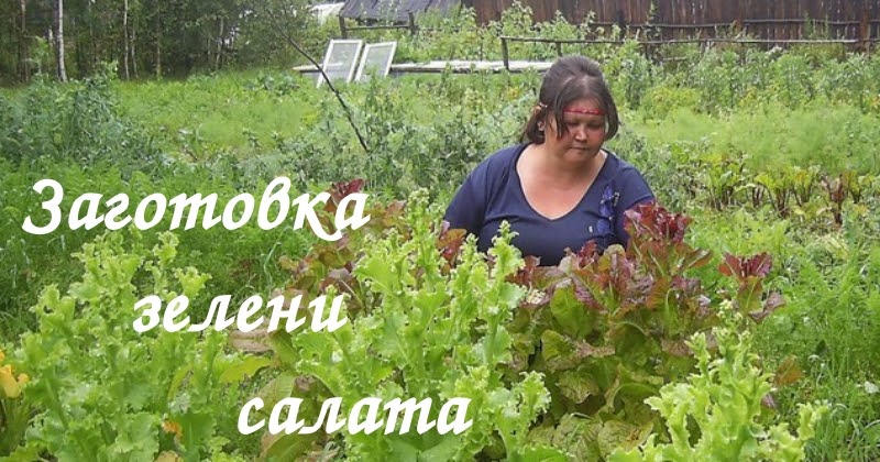 Уральский огород - без особых хлопот!: ЗАГОТОВКИ НА ЗИМУ - КАК ...