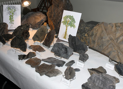 Exposición de fósiles del valle del Rubagón