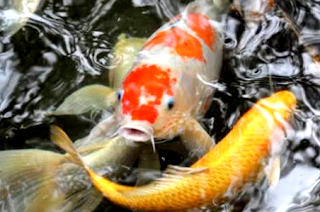 Memberi pakan ikan koi Begini tips cara merawat ikan koi