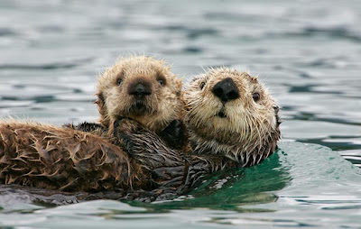 Life of Sea Otter | Life of Sea
