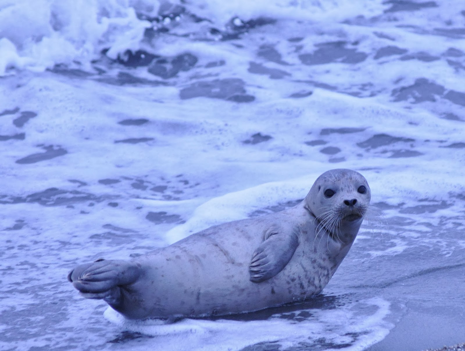 Buzz's Marine Life of Puget Sound HARBOR SEAL PUP AT ALKI