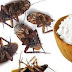 Put This Mixture On The Different Corners In Your House. The Next Day, Cockroaches Will Be Eliminated.