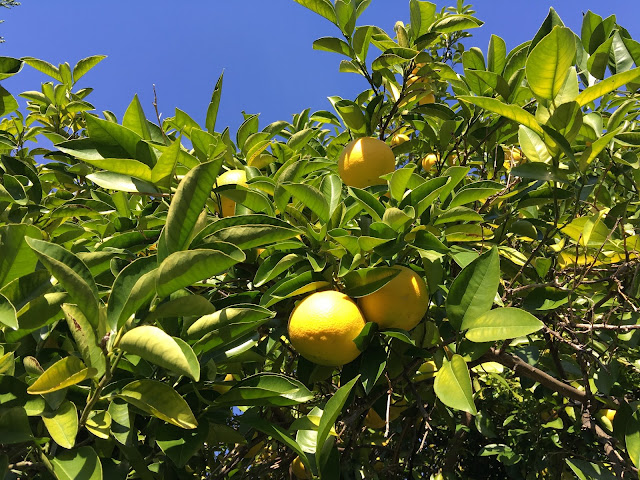 japanese yuzu garden citrus
