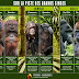 Infographique: Les grands singes