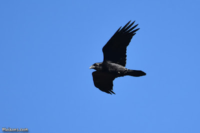 Corb (Corvus corax) Corb (Corvus corax)