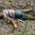 Homem morre atropelado na BR-324 em Riachão do Jacuípe