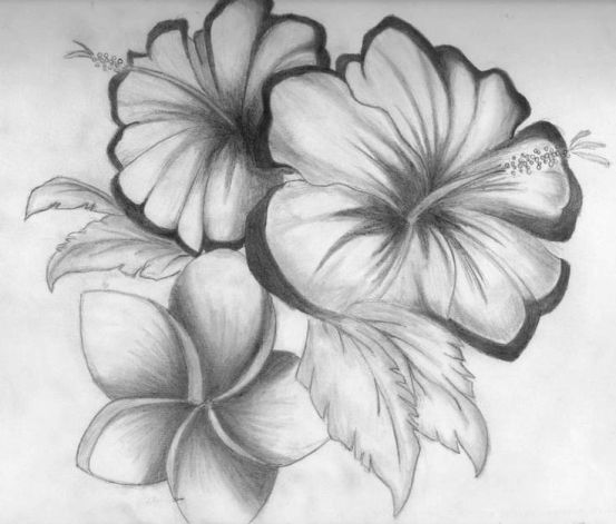 Pretty Pictures Of Flowers To Draw Pretty Pictures Of Flowers To Draw