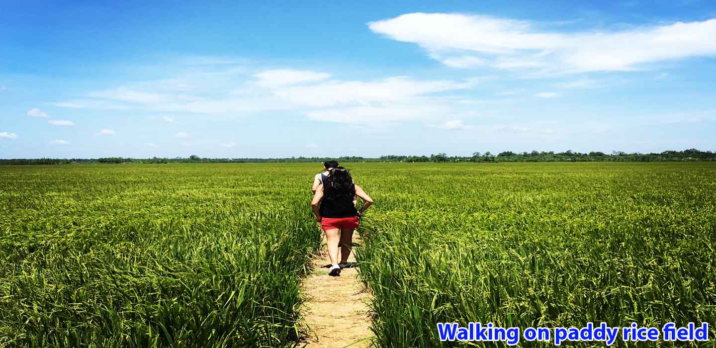 real-mekong-delta-tour-walking-on-paddy-rice-field