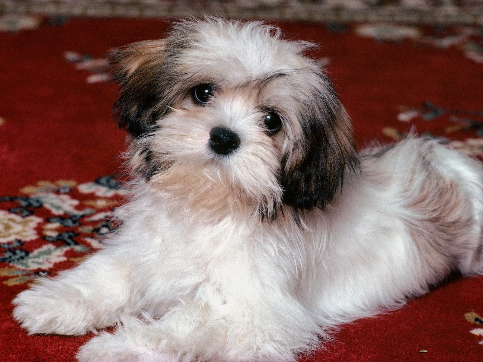 Rules of the Jungle: Havanese dogs: The Insular Breed