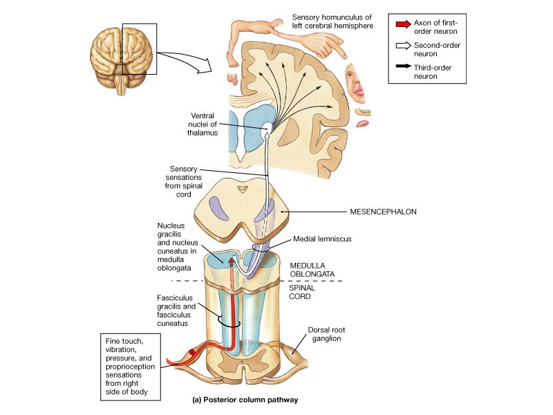 Medical Education for Students Dorsal ColumnMedial