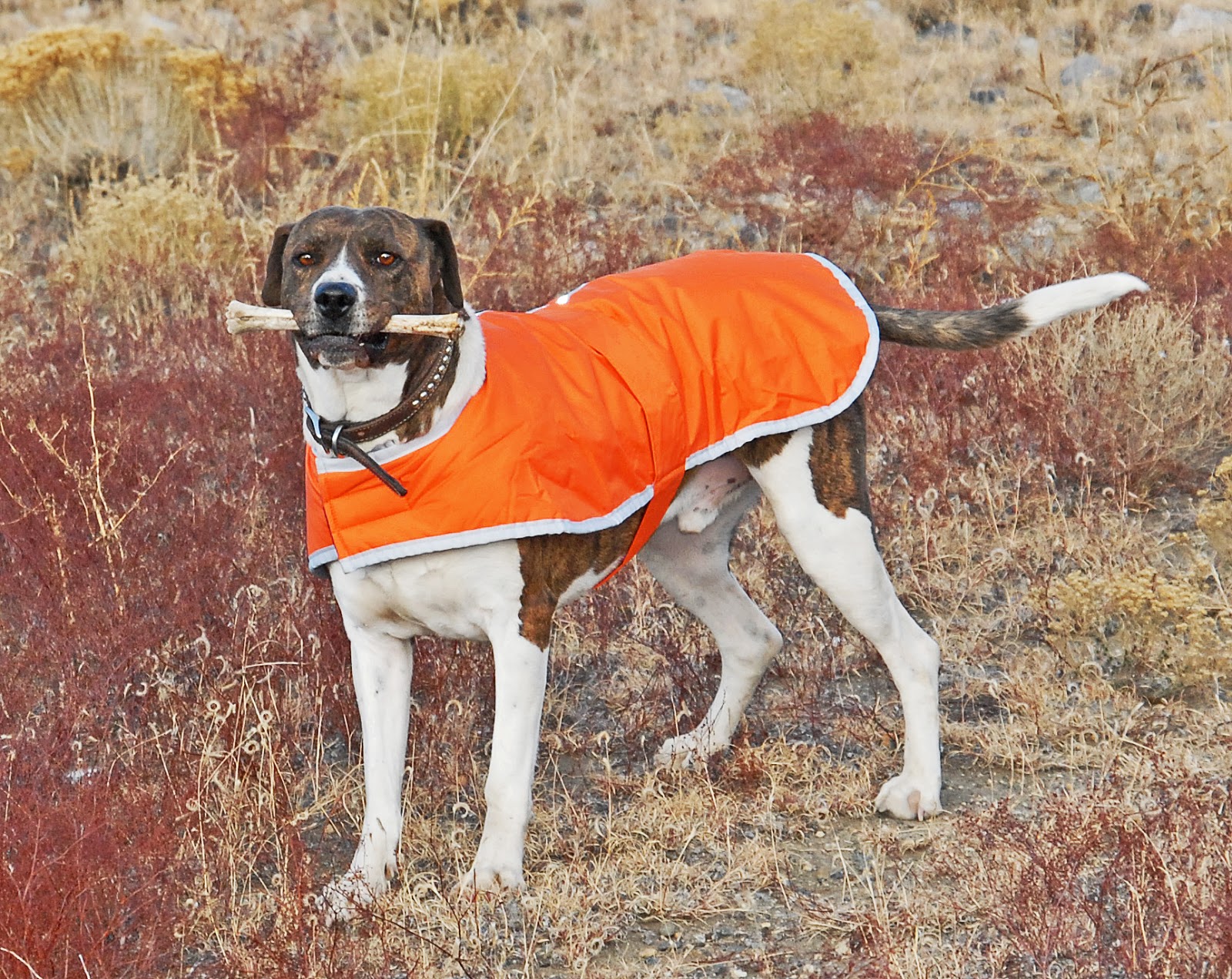 Zack & Zoey Nor'easter Dog Blanket Coat Review