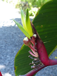 Heliconia de la Réunion Heliconia de la Réunion