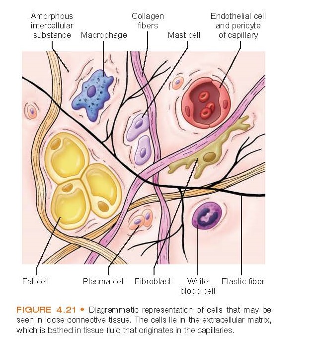 Diagrammatic representation of cells that may be seen in loose connective tissue. The cells lie in the extracellular matrix, which is bathed in tissue fluid that originates in the capillaries.