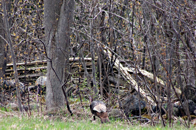 Wild Turkey
