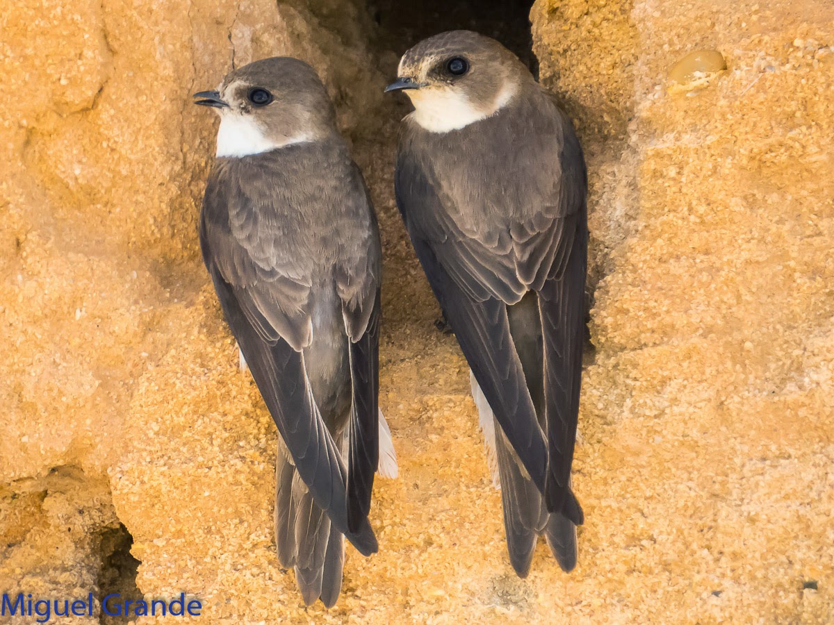 aves-del-cielo-birds-of-heaven-avi-n-zapador-riparia-riparia
