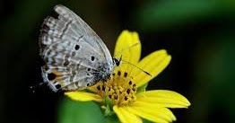 Pengertian Simbiosis Mutualisme Lengkap Dengan Contohnya