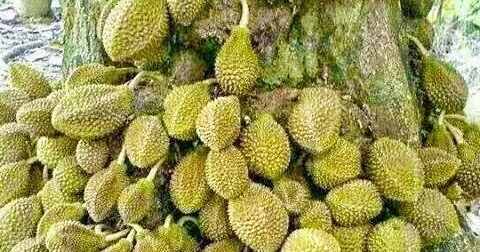 Contoh Kertas Kerja Penanaman Durian