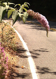 Flowering bush in Stevens Canyon