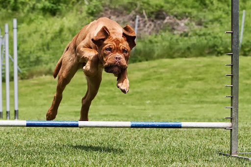 Hundeschule KaSi