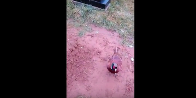 VIDEO: Seakan Miliki Indera Keenam, Burung Ini Tuntun Seorang Pria Ke Makam Ibunya