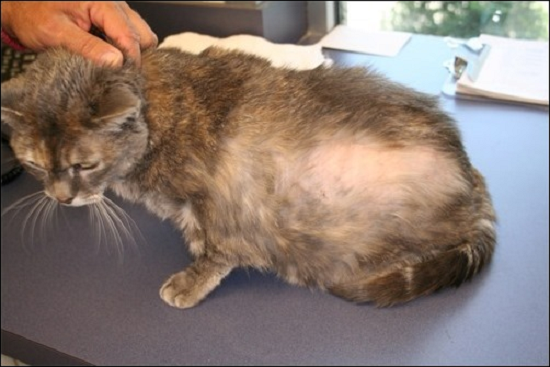 How to Stop Cat Shedding Hair How to Stop Cat Shedding Hair