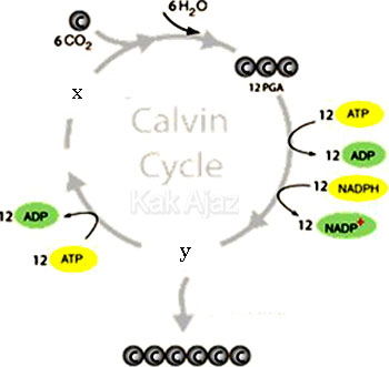 Bagan siklus Calvin, reaksi gelap proses fotosintesis, soal Biologi no. 27 UN 2017
