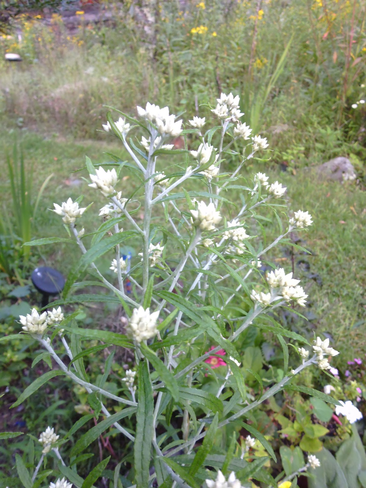 Appalachian Folk Rabbit Tobacco