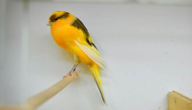 Burung Peliharaan Paling Mahal di Dunia Burung Peliharaan Paling Mahal di Dunia