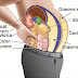 Toxins Stored In Your Fat Cells Are Making You Fat And Swollen. Here’s How To Cleanse Them