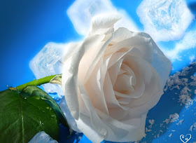 White Roses Pictures