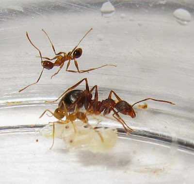 The median and minor workers of this rare Pheidole species with pupae (of minor and median workers) and a larva