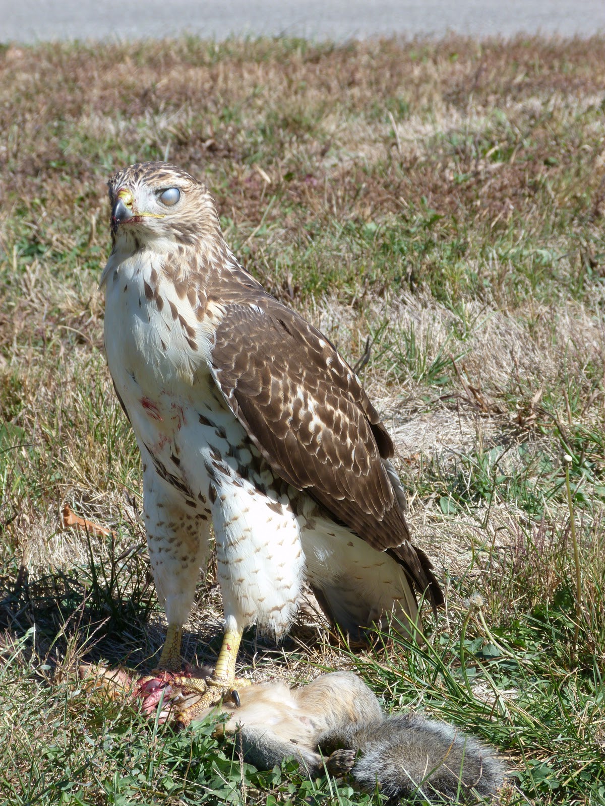 GordonGrice.com: Hawk Eats Squirrel