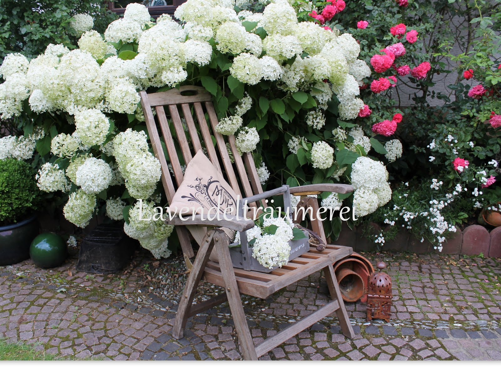 Hortensie Annabelle