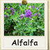 Alfalfa? Tumbuhan yang disebut dalam Al- Quran?
