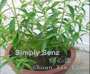 Herbs Good For Dogs And Cats Herbs Good For Dogs And Cats