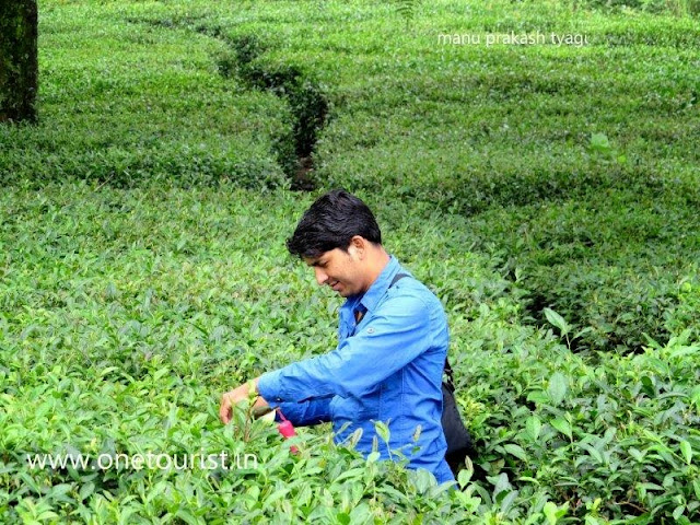 tea gardens of Dharamshala , himachal pradesh ,
