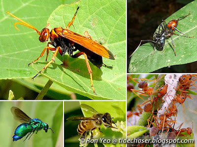 Bees, Wasps, Sawflies & Ants (Order Hymenoptera)