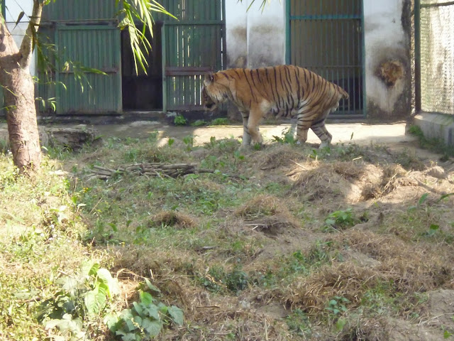 Royal Bengal Tiger Rescue Centre South Khairbari Dooars