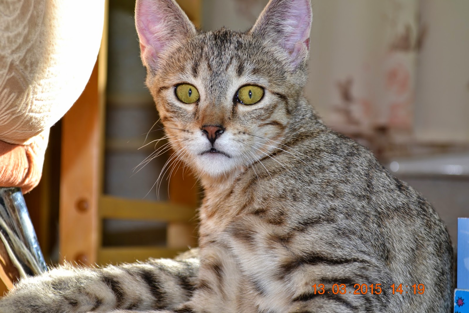 топ 10 умных кошек. умные породы кошек. топ 10 умных кошек. сиамская кошечка. самые умные кошки породы топ.