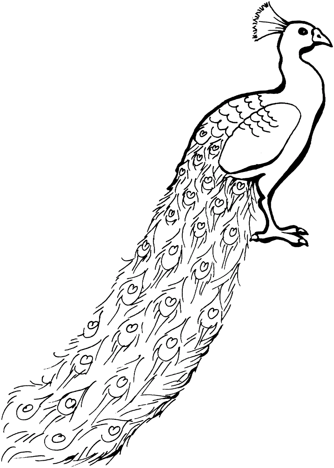 Gambar Mewarnai Burung Merak Images