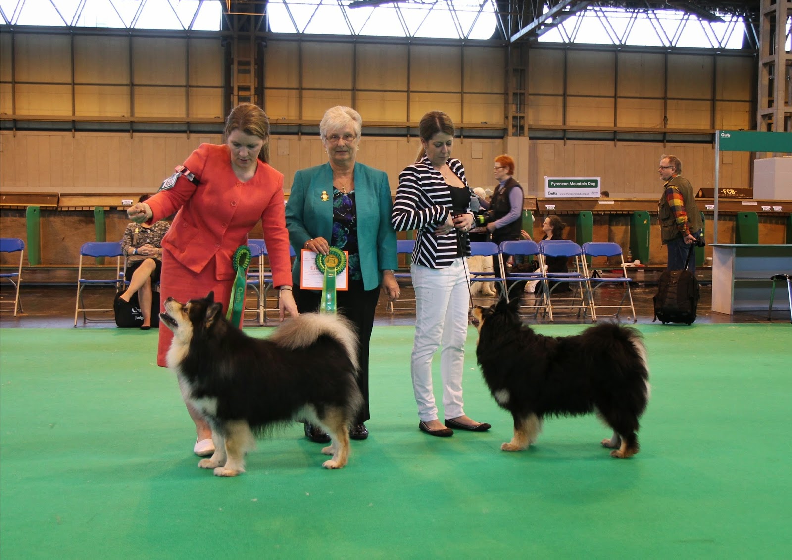 Elbereth Finnish Lapphunds & Border Collies Crufts & WELKS shows