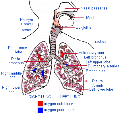 Human&Animal Anatomy and Physiology Diagrams: lungs and pulmonary system