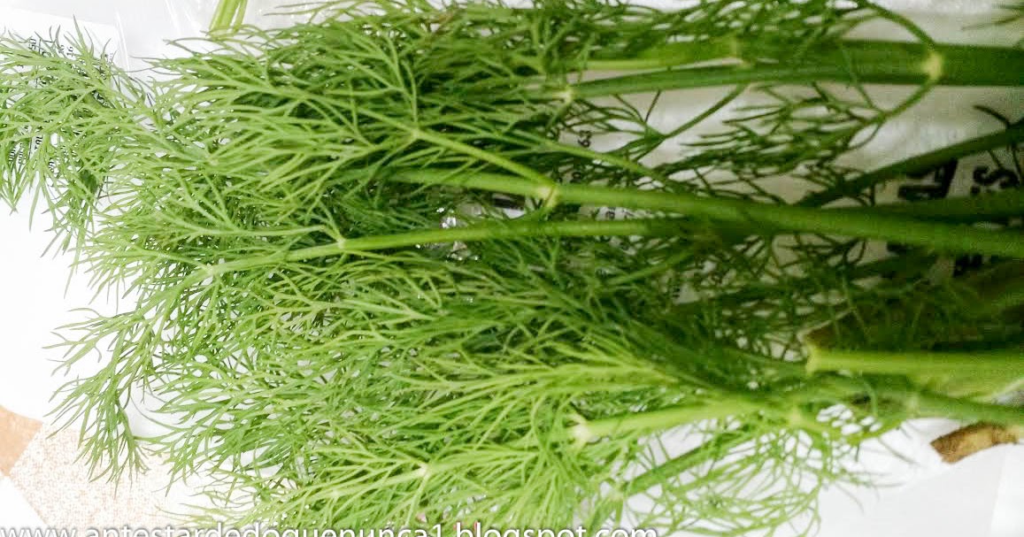 Antes tarde do que nunca O uso do endro ou dill + receita