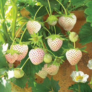 MENGENAL BUAH PINEBERY http://tipspetani.blogspot.com/2016/05/mengenal-buah-pinebery.html