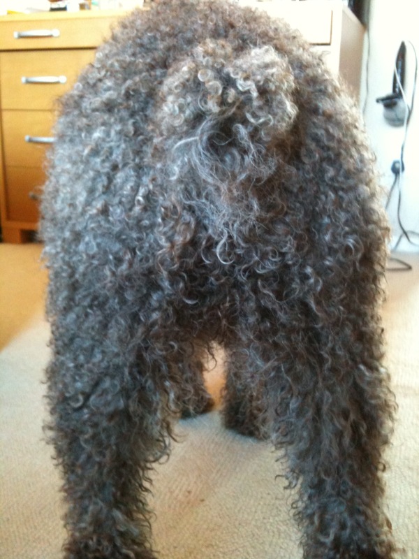 Professional Dog Grooming Shampoo MD10 Collection Champu para Perros