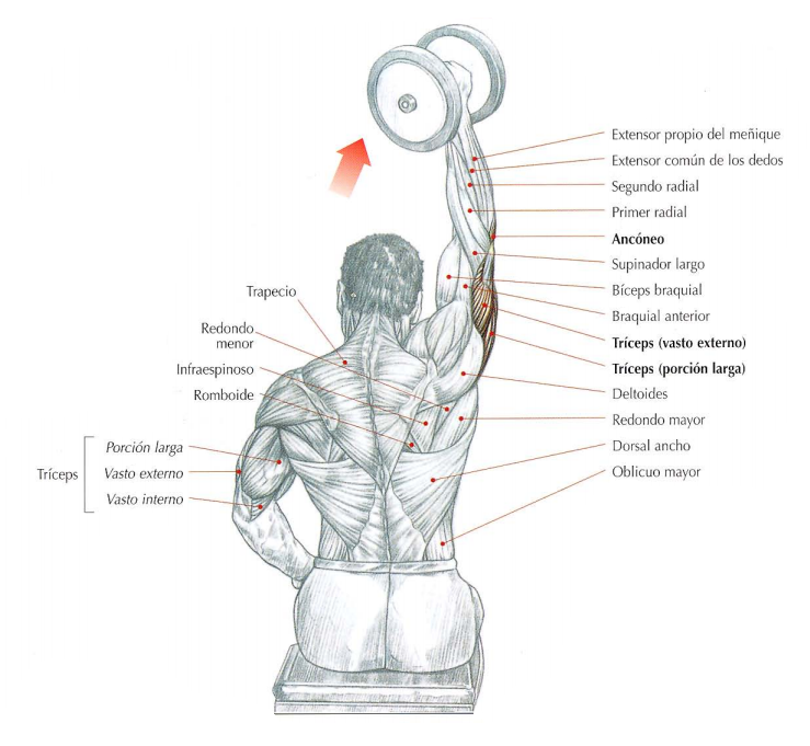 Nuca Triceps Extensiones De Pie Con Mancuernas Extensión Triceps