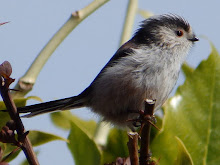 Long-tailed Tit in my garden